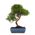 Acheter Bonsai Myrte Myrtus Communis 46 cm Sankaly Bonsai