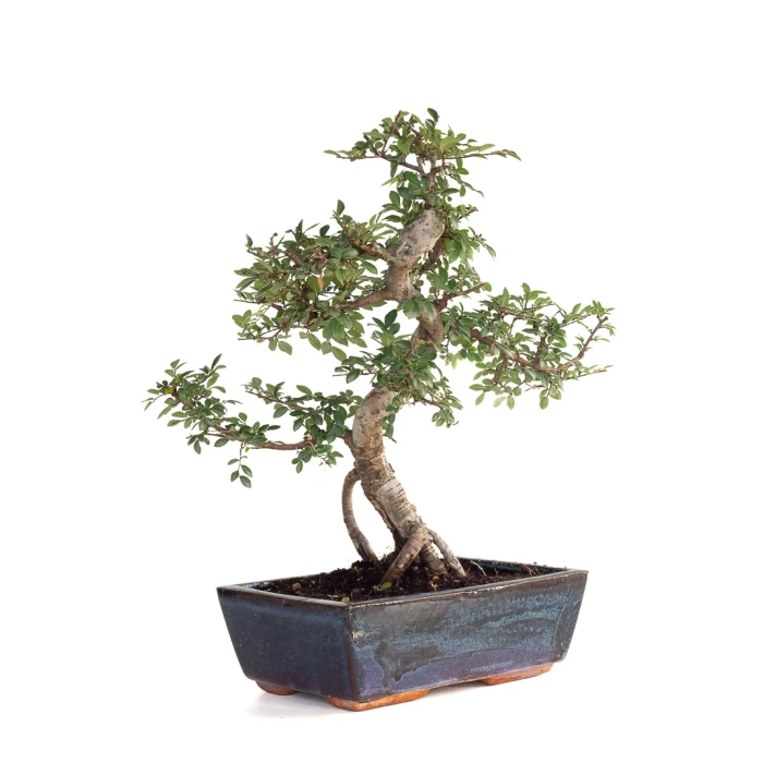 Achat Bonsai Orme de Chine Zelkova Parvifolia 43 cm Sankaly Bonsai
