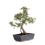 Achat Bonsai Orme de Chine Zelkova Parvifolia 43 cm Sankaly Bonsai