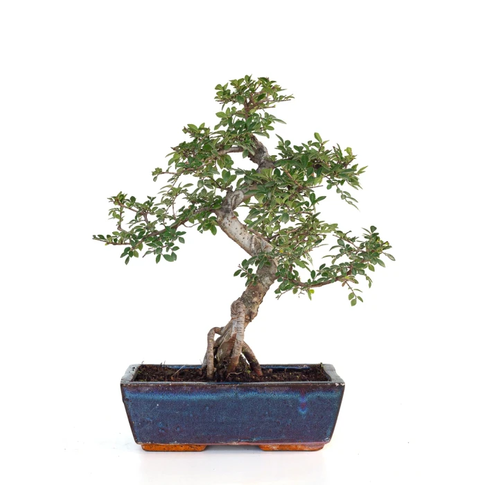 Vente Orme de Chine Bonsai 43 cm 16 ans |Sankaly Bonsai