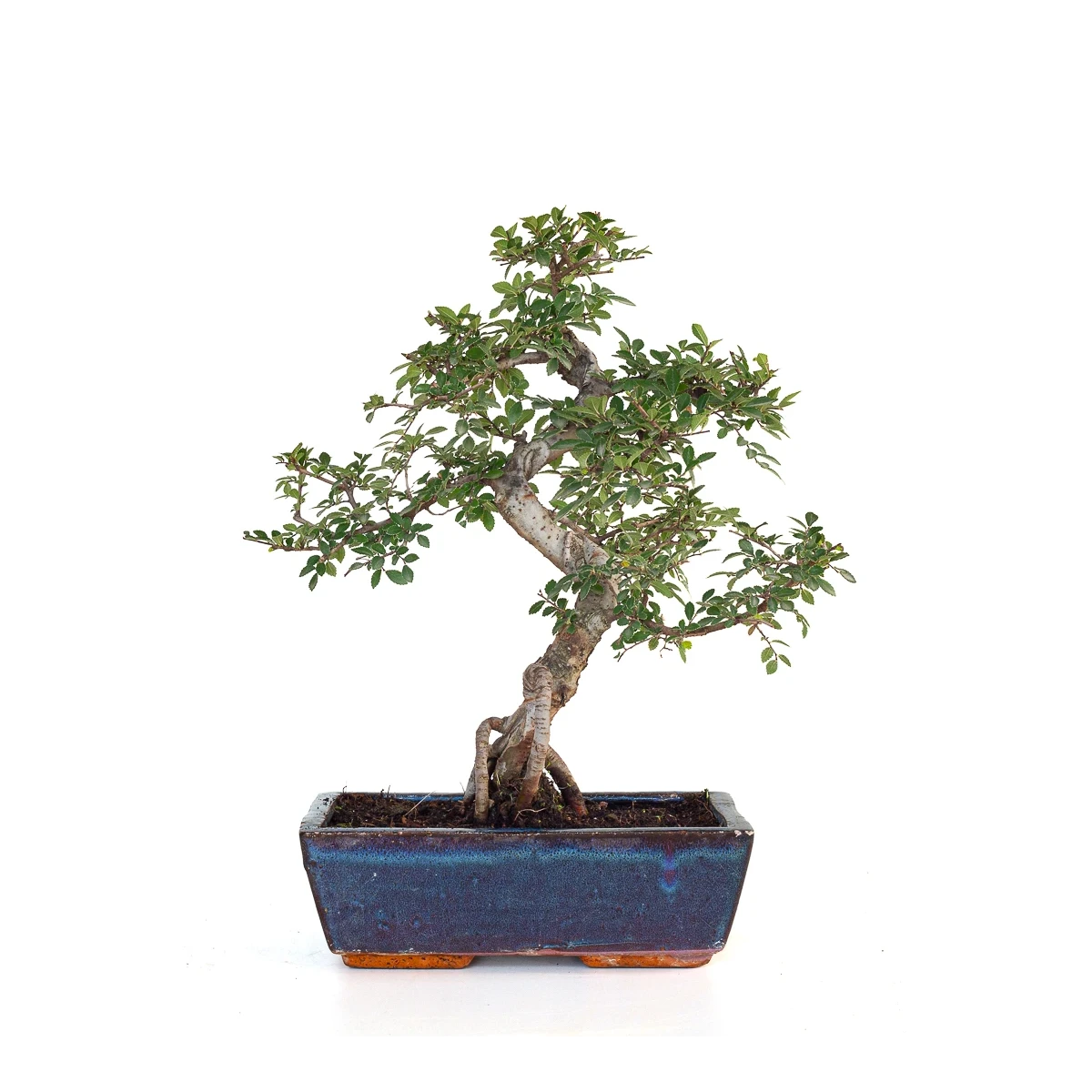 Vente Orme de Chine Bonsai 43 cm 16 ans |Sankaly Bonsai