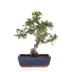 Vente Orme de Chine Bonsai 43 cm 16 ans |Sankaly Bonsai