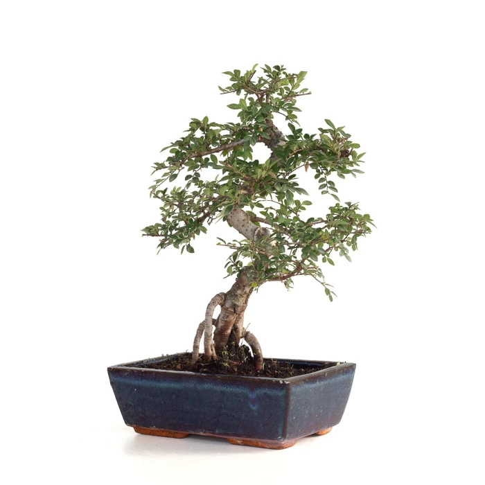 Vente Bonsai Orme de Chine Zelkova Parvifolia 43 cm Sankaly Bonsai