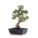Vente Bonsai Orme de Chine Zelkova Parvifolia 43 cm Sankaly Bonsai