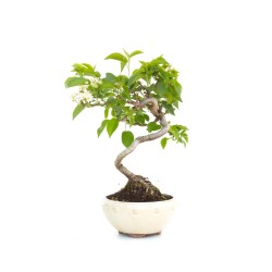 Achat de Bonsai Malus sp. PZ-ERWIAM 28 cm MAL260302MB