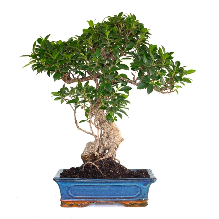 Acheter Bonsai Ficus Retusa 57 cm FR260903MIT Sankaly Bonsai