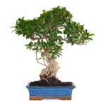 Acheter Bonsai Ficus Retusa 57 cm FR260903MIT Sankaly Bonsai