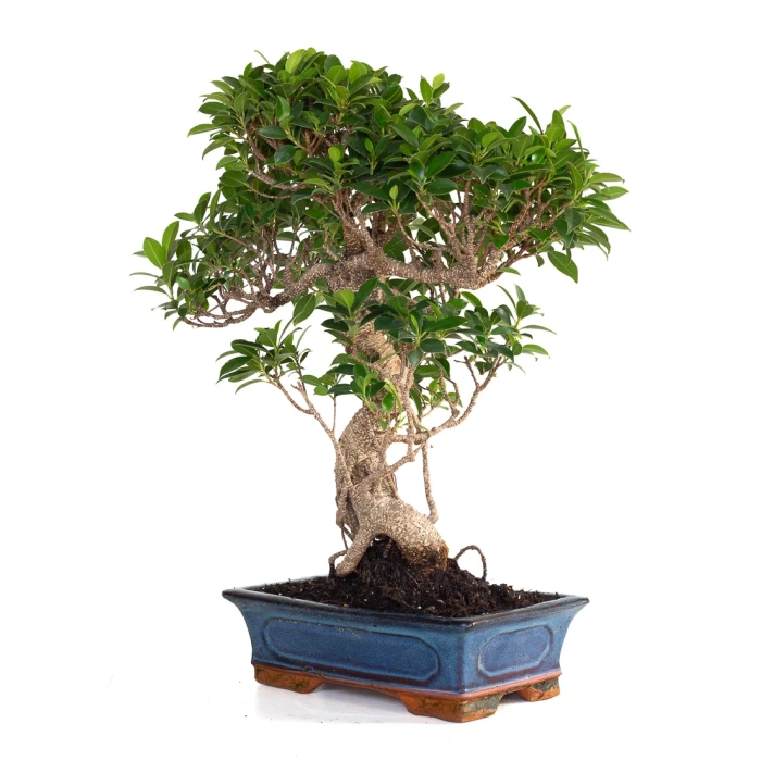 Vente en ligne de Bonsai Ficus Retusa 57 cm FR260903MIT Sankaly Bonsai