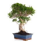 Vente en ligne de Bonsai Ficus Retusa 57 cm FR260903MIT Sankaly Bonsai