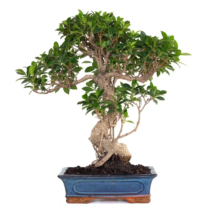 Acheter en ligne de Bonsai Ficus Retusa 57 cm FR260903MIT Sankaly Bonsai
