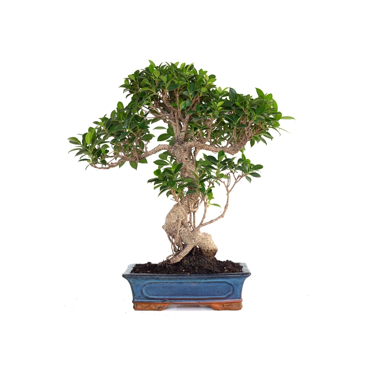 Acheter en ligne de Bonsai Ficus Retusa 57 cm FR260903MIT Sankaly Bonsai