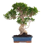 Acheter en ligne de Bonsai Ficus Retusa 57 cm FR260903MIT Sankaly Bonsai