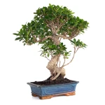 Achat en ligne de Bonsai Ficus Retusa 57 cm FR260903MIT Sankaly Bonsai