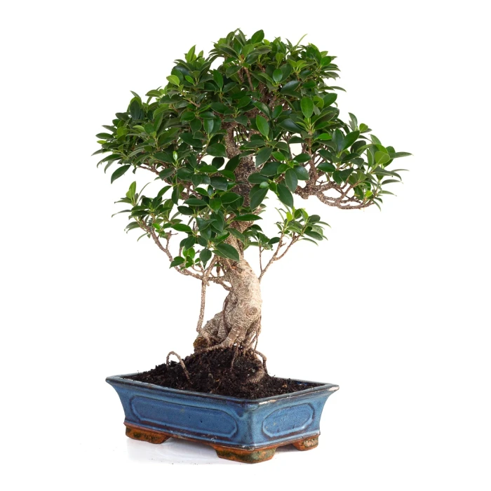 Vente Bonsai Ficus Retusa 57 cm FR260903MIT Sankaly Bonsai