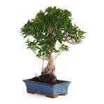 Vente Bonsai Ficus Retusa 57 cm FR260903MIT Sankaly Bonsai