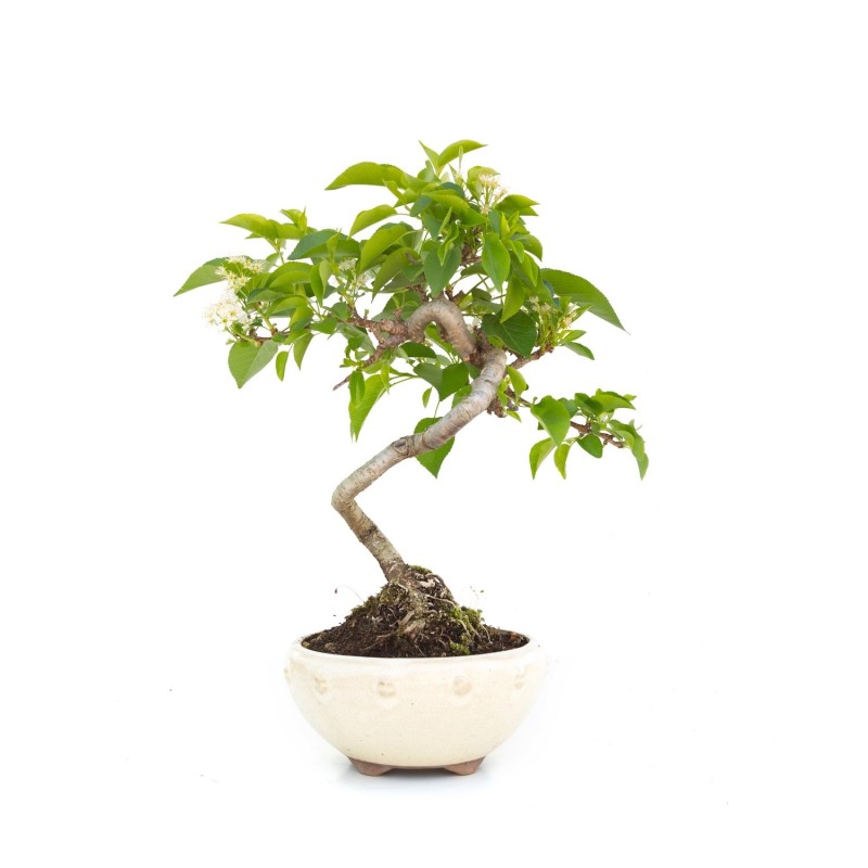 Vente de Bonsai Malus sp. PZ-ERWIAM 28 cm MAL260302MB