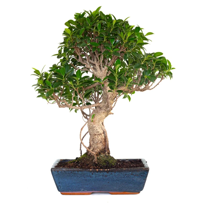 Acheter Bonsai Ficus Retusa 58 cm FR260904MIT Sankaly Bonsai