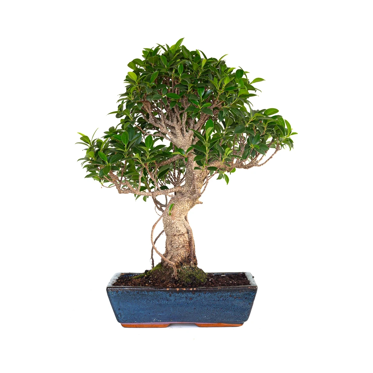 Acheter Bonsai Ficus Retusa 58 cm FR260904MIT Sankaly Bonsai