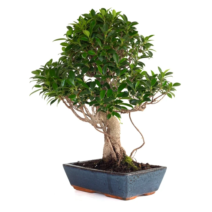 Vente Bonsai Ficus Retusa 58 cm FR260904MIT Sankaly Bonsai