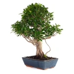 Vente Bonsai Ficus Retusa 58 cm FR260904MIT Sankaly Bonsai