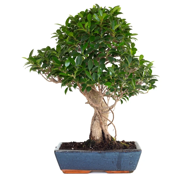Achat Bonsai en ligne Ficus Retusa 58 cm FR260904MIT Sankaly Bonsai
