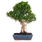 Achat Bonsai en ligne Ficus Retusa 58 cm FR260904MIT Sankaly Bonsai