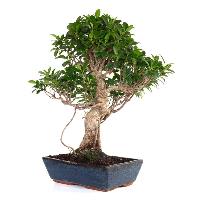 Achat Bonsai Ficus Retusa 58 cm FR260904MIT Sankaly Bonsai