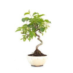 acheter un Bonsai Malus sp. PZ-ERWIAM 28 cm MAL260302MB
