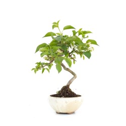 Bonsai Malus sp. PZ-ERWIAM 28 cm MAL260302MB Sankaly Bonsai