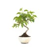 Bonsai Malus sp. PZ-ERWIAM 28 cm MAL260302MB Sankaly Bonsai