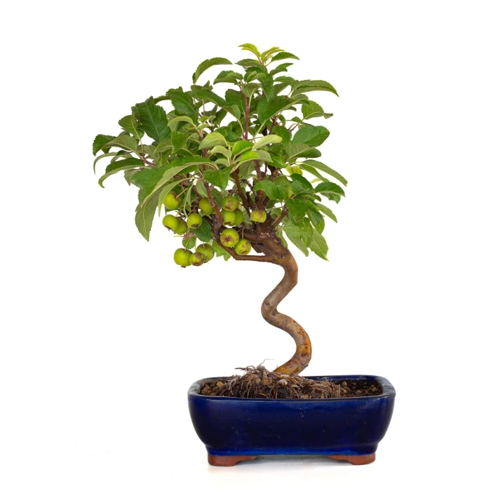 Achat Bonsai Malus Pommier Européen Sankaly Bonsai MAL260402BFB