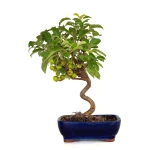 Achat Bonsai Malus Pommier Européen Sankaly Bonsai MAL260402BFB