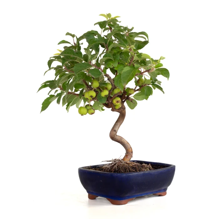Acheter Bonsai Malus Pommier Européen Sankaly Bonsai MAL260402BFB