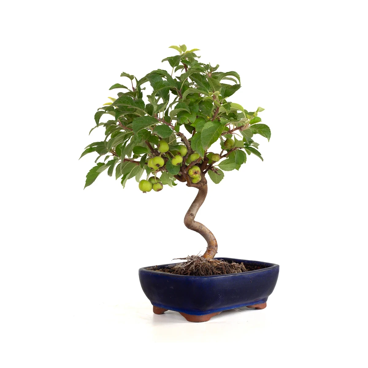 Acheter Bonsai Malus Pommier Européen Sankaly Bonsai MAL260402BFB