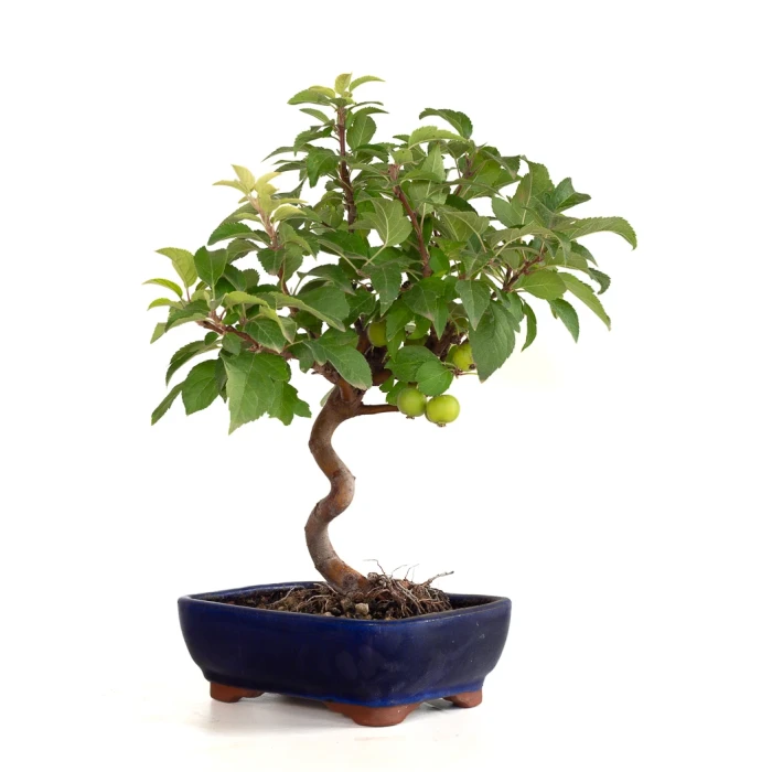 Vente Bonsai Malus Pommier Européen Sankaly Bonsai MAL260402BFB