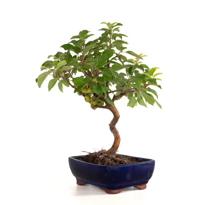Acheter en ligne Bonsai Malus Pommier Européen Sankaly Bonsai MAL260402BFB