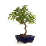 Acheter en ligne Bonsai Malus Pommier Européen Sankaly Bonsai MAL260402BFB