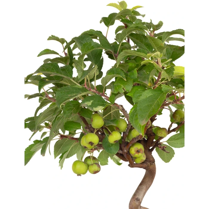 Vente en ligne Bonsai Malus Pommier Européen Sankaly Bonsai MAL260402BFB