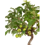 Vente en ligne Bonsai Malus Pommier Européen Sankaly Bonsai MAL260402BFB