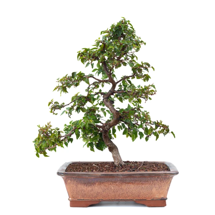 Achat Bonsai de collection en ligne Charme de Corée 60 cm Sankaly Bonsai