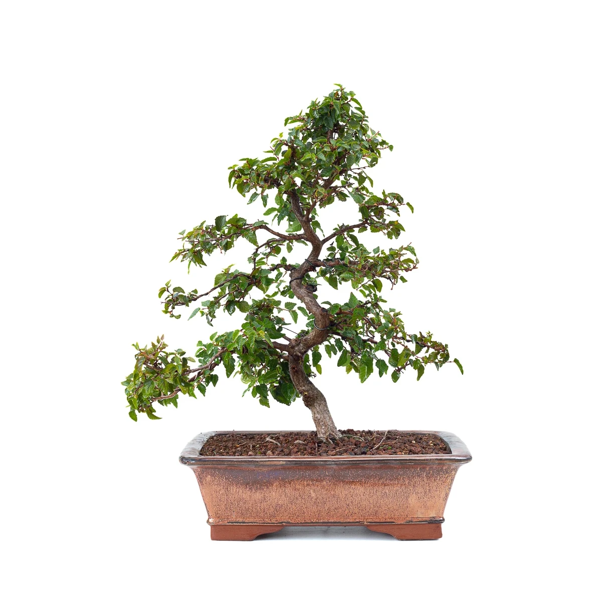 Achat Bonsai de collection en ligne Charme de Corée 60 cm Sankaly Bonsai
