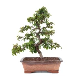 Achat Bonsai de collection en ligne Charme de Corée 60 cm Sankaly Bonsai