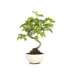 Boutique Bonsai Malus sp. PZ-ERWIAM 28 cm MAL260302MB Sankaly Bonsai
