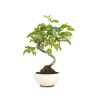 Boutique Bonsai Malus sp. PZ-ERWIAM 28 cm MAL260302MB Sankaly Bonsai