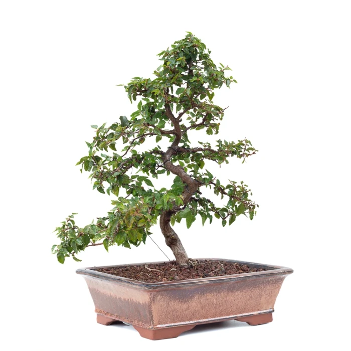 Acheter Bonsai de collection Charme de Corée 60 cm Sankaly Bonsai
