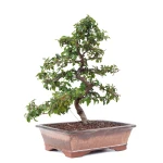 Acheter Bonsai de collection Charme de Corée 60 cm Sankaly Bonsai