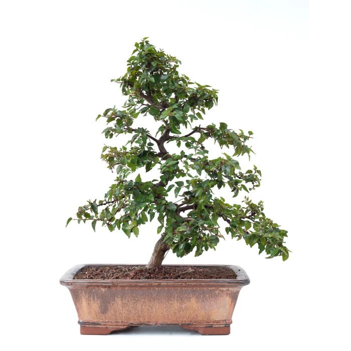 Vente Bonsai de collection en ligne Charme de Corée 60 cm Sankaly Bonsai