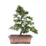 Vente Bonsai de collection en ligne Charme de Corée 60 cm Sankaly Bonsai