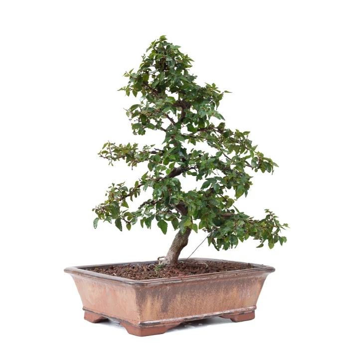 Acheter Bonsai de collection en ligne Charme de Corée 60 cm Sankaly Bonsai