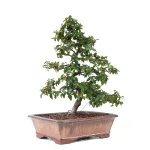 Acheter Bonsai de collection en ligne Charme de Corée 60 cm Sankaly Bonsai